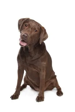 Chocolate Labrador Stock Photos