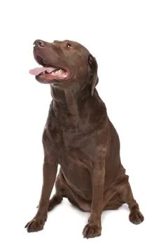 Chocolate Labrador Stock Photos