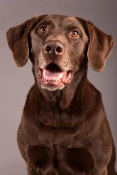 Chocolate labrador Stock Photos
