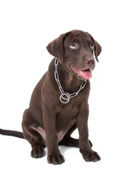 Chocolate labrador Stock Photos