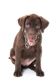 Chocolate labrador Stock Photos