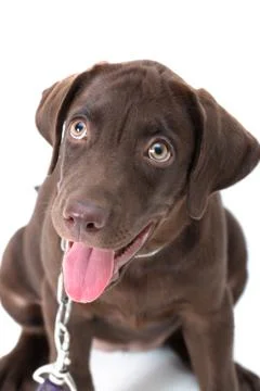 Chocolate labrador Stock Photos