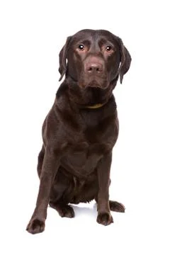 Chocolate labrador Foto stock