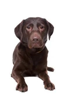 Chocolate labrador Foto stock