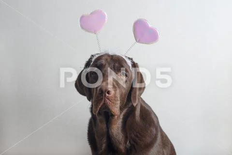 Chocolate labrador. Stock Photos
