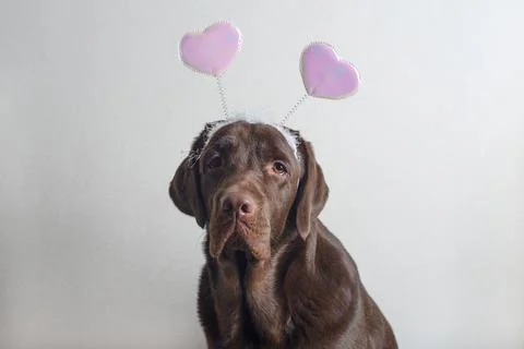 Chocolate labrador. Stock Photos