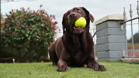 Chocolate Labrador Playing with squishy ball in garden at home. happy dog. slow 스톡 동영상 143013563