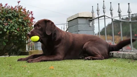 Chocolate Labrador Playing with squishy ball in garden at home. happy dog. slow Stock Footage 143014422