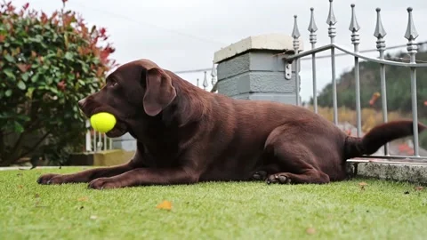Chocolate Labrador Playing with squishy ball in garden at home. happy dog. slow Stock Footage 143086863