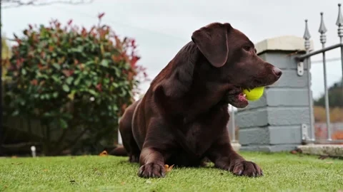 Chocolate Labrador Playing with squishy ball in garden at home. happy dog. slow Stock Footage 143087532