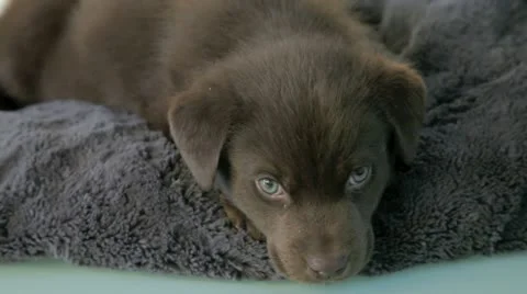 Chocolate labrador puppy. Stock Footage 11422417
