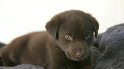 Chocolate labrador puppy. Stockbeeldmateriaal 11422483