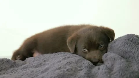 Chocolate labrador puppy. Vidéo 11422553