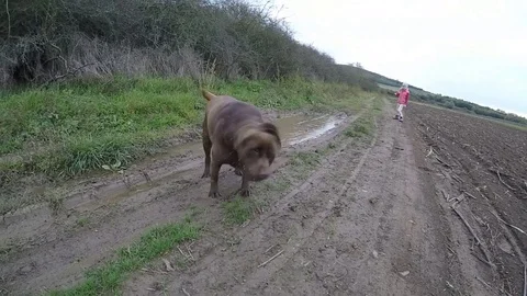 Chocolate Labrador retriever in the mud slow motion Stock Footage 80569914
