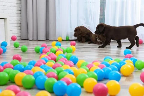 Chocolate Labrador Retriever puppies playing with colorful balls indoors Stock Photos