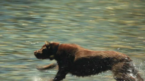 Chocolate labrador retrieving a ball from a stream Stock Footage 32029238