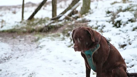 Chocolate labrador sat in falling snow in the woods of south wales uk. Video stock 145945778