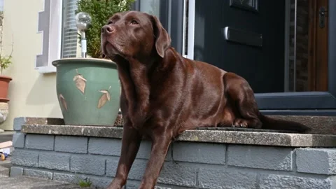 Chocolate labrador sat on steps outside house door enjoying the summer weather Video stock 177982563