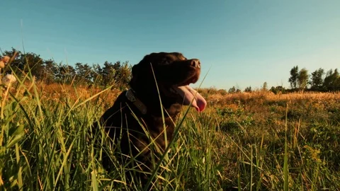 Chocolate labrador sits in the grass Stock Footage 98361341
