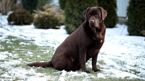 Chocolate Labrador sitting   in the snow Stock Footage 36646322