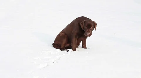 Chocolate Labrador sitting in the snow Stock Footage 36646357
