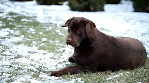Chocolate Labrador  in the snow Stock Footage 36646275