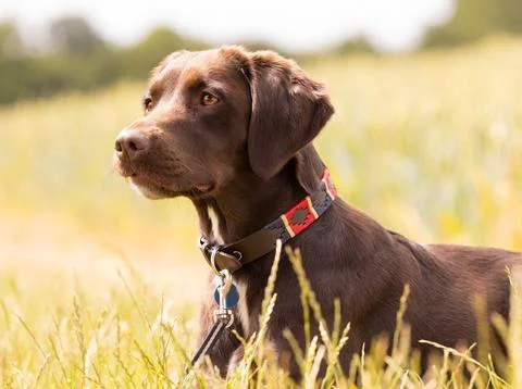 Chocolate Labrador Springer Spaniel mixed breed dog lying in a field. UK Stock Photos