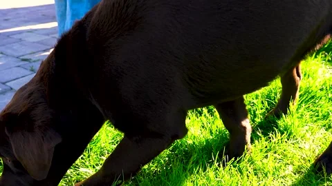 Chocolate labrador in a sunny park. Stock Footage 341107299