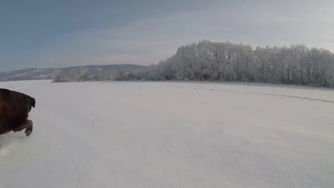Chocolate Labrador walking in the deep snow Stock Footage 72577189