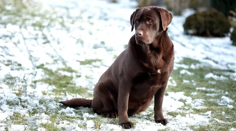 Chocolate Labrador  in winter Stock Footage 36646264