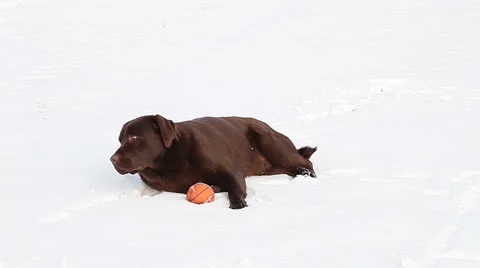 Chocolate Labrador in winter in the snow Stock Footage 36646382