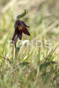 Chocolate Lily Flower Stock Photos