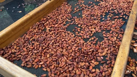 Chocolate Making Process from Cacao Beans – Artisanal Bean to Bar Production Stock Footage 324832626