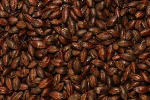 Chocolate Malted Barley Foto stock