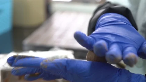 Chocolate master makes a truffle. Process of making chocolate truffles. 스톡 동영상 88937637