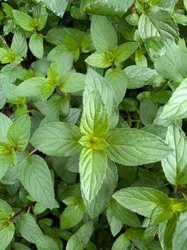 Chocolate Mint Stock Photos