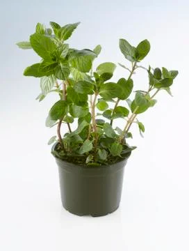 Chocolate mint in a pot Stock Photos