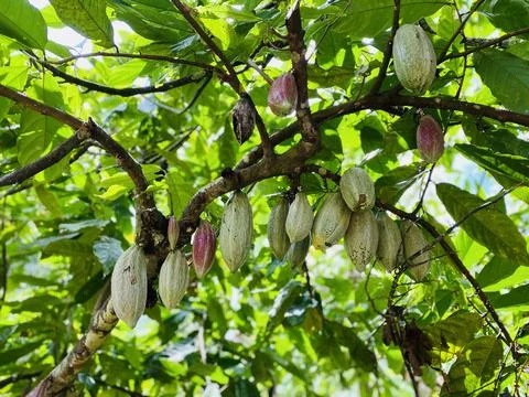 Chocolate Plant Stock Photos
