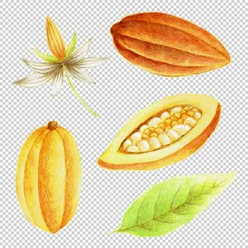 Chocolate Plants Stock Illustration