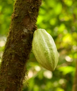 Chocolate pod on tree Stock Photos