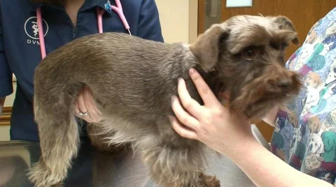 Chocolate Schnauzer at the Vets Stock Footage 582759