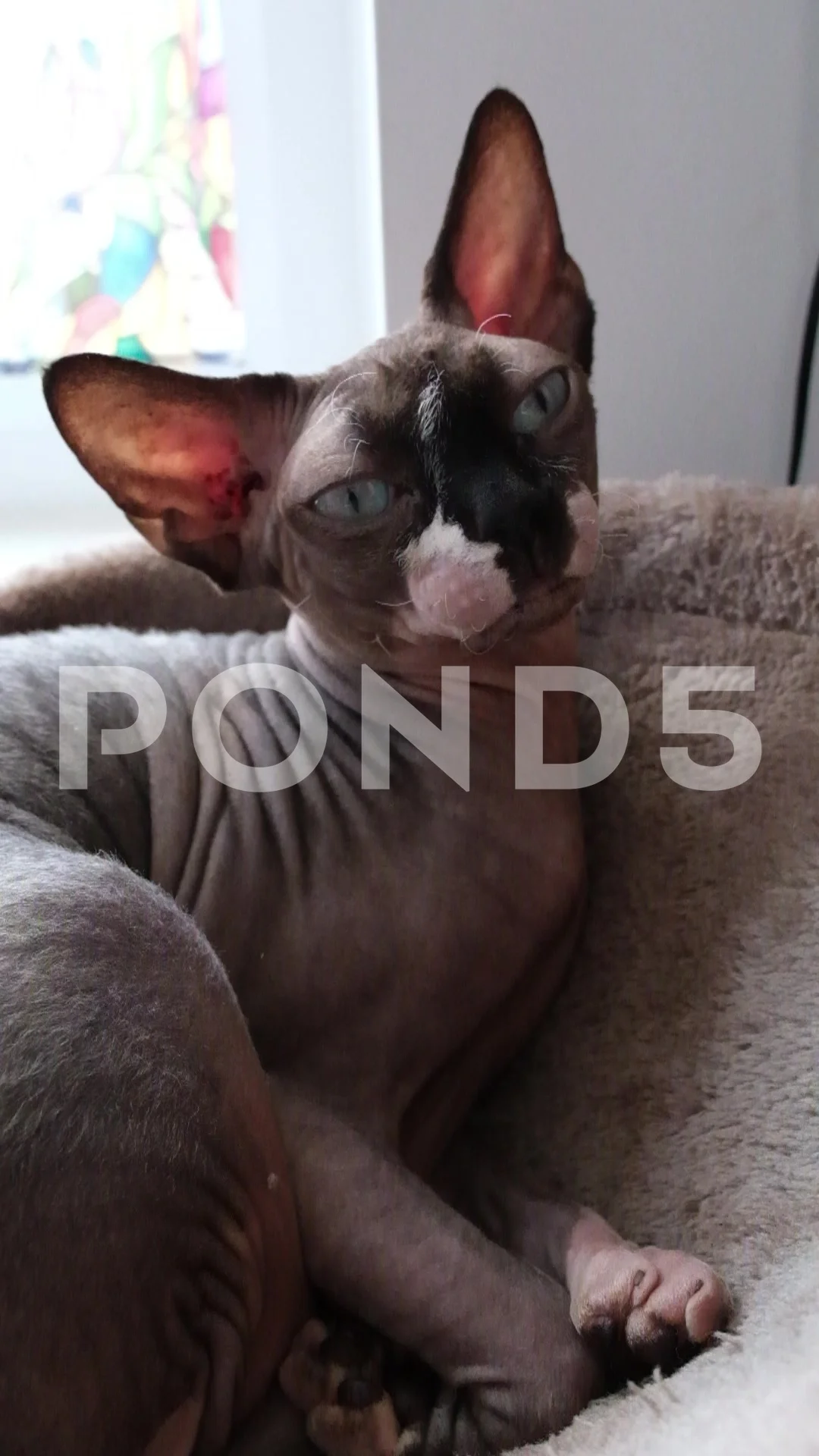 Seal point hot sale sphynx