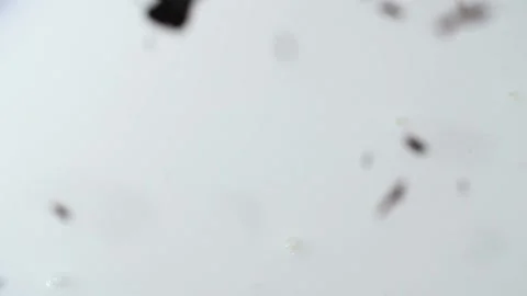 Chocolate slices fall into the white milk. Close-up shot. Slow motion. Stock Footage 144334716