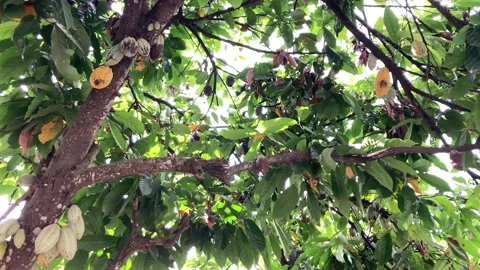 Chocolate Tree and Chocolate Fruit Stock Footage 214592411