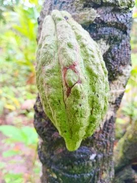 Chocolate tree fruit Stock Photos