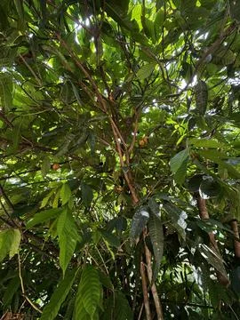 Chocolate tree Foto stock