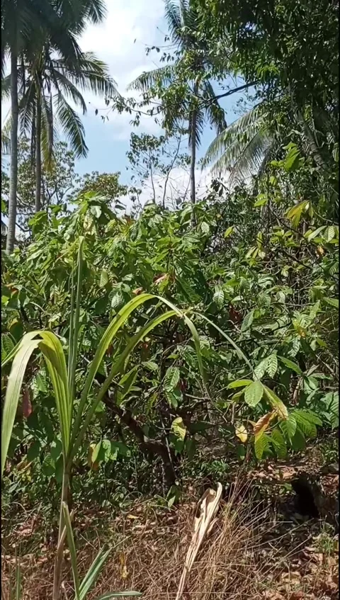 Chocolate trees and coconut trees in a garden in Indonesia Stock Footage 255009657