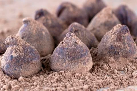 Chocolate Truffle. Stock Photos