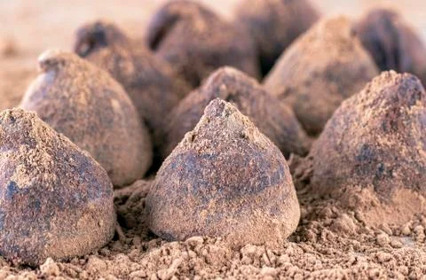 Chocolate Truffle. Stock Photos