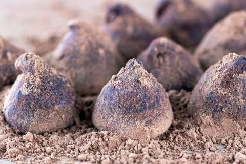 Chocolate Truffle. Stock Photos